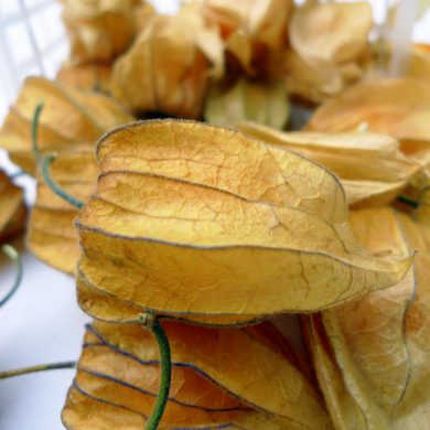 Physalis