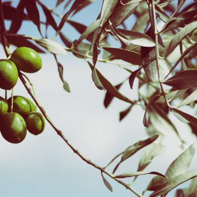 Aceitunas en el olivo