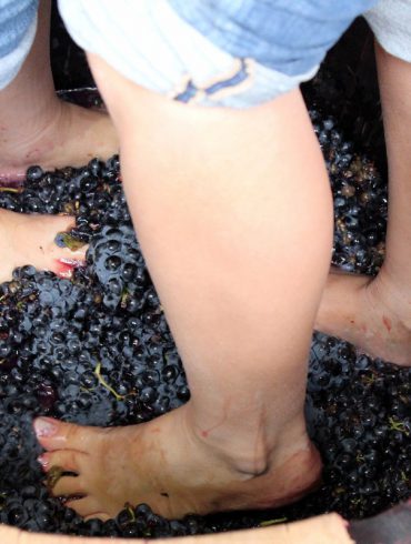 pisado de uvas bodegas prado rey