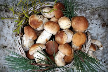 boletus edulis limpieza