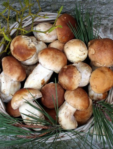 boletus edulis limpieza