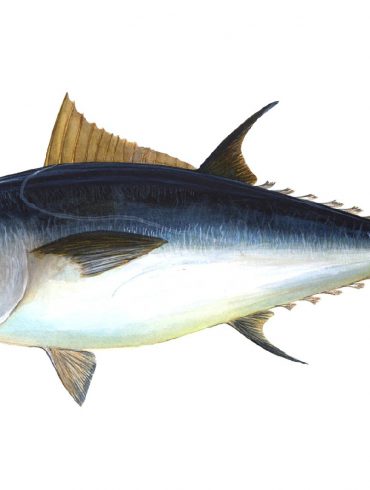 El atún rojo, el pescado azul más codiciado y deseado