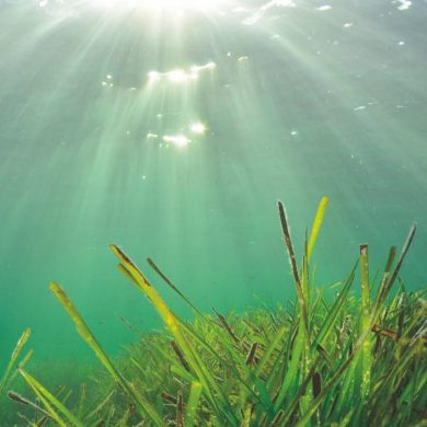 La posidonia el tesoro de ibiza